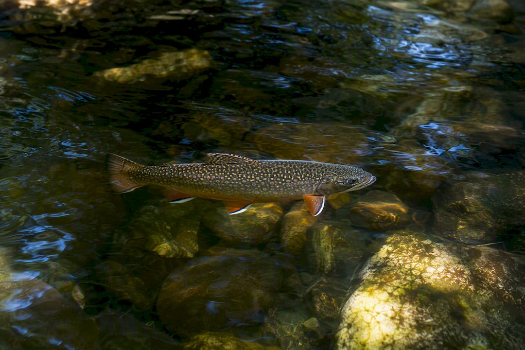 Brook trout with distinct blue-haloed red spots in stream