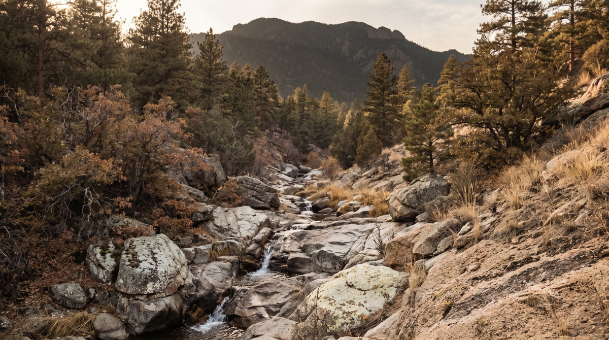 Small steep Colorado Front Range creek dropping over granite steps between ponderosa pine and scrub oak, with a high ridge in shadow behind